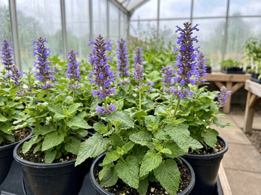 Agastache – Duftnessel
