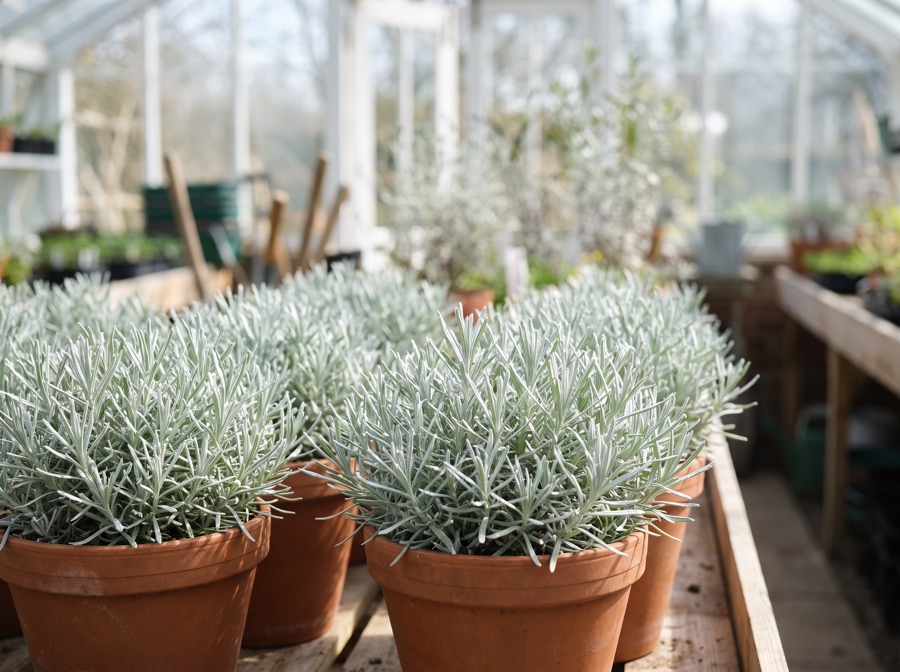 Currykraut – Helichrysum italicum