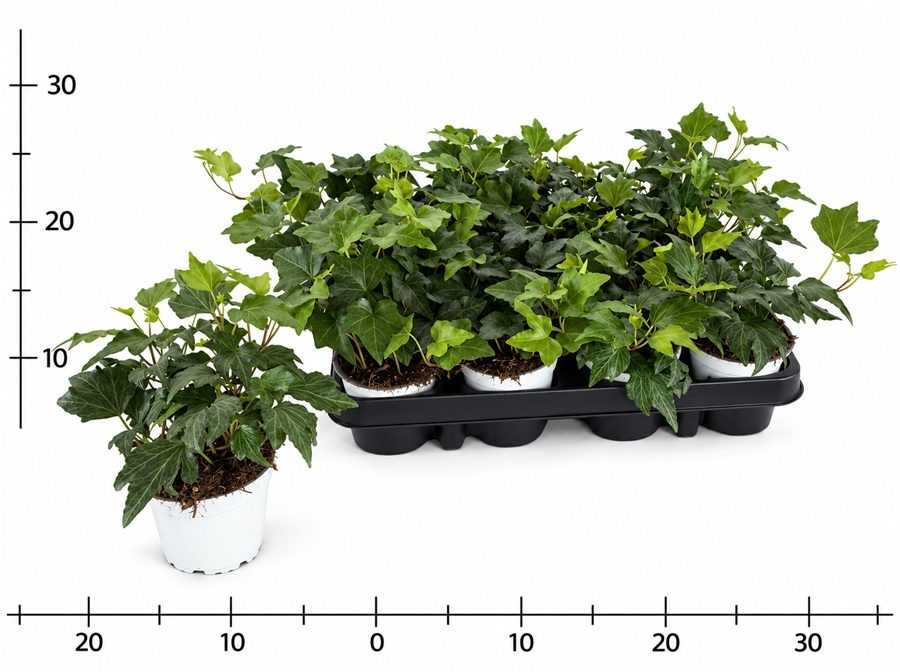 Hedera (Efeu) im T9