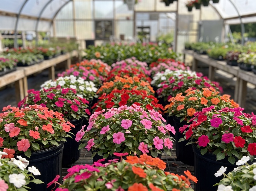 Impatiens walleriana – Fleißiges Lieschen