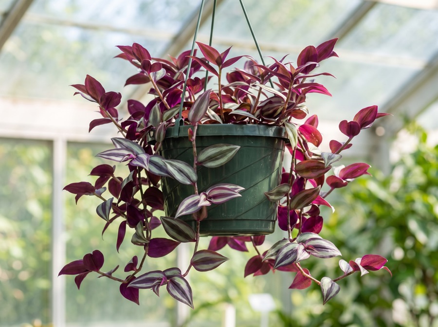 Tradescantia – Dreimasterblume
