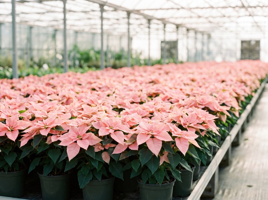 Weihnachtssterne in Rosa