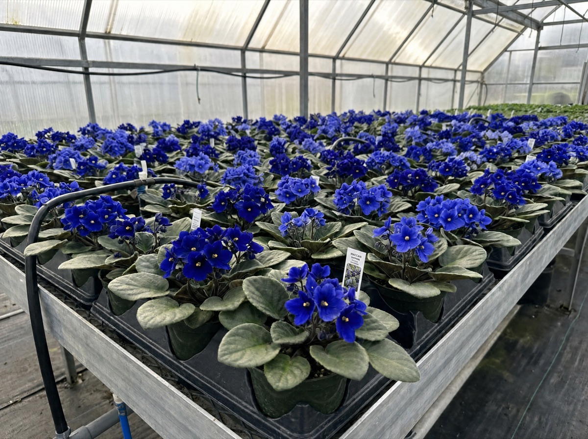 Usambaraveilchen in Blau-Violett