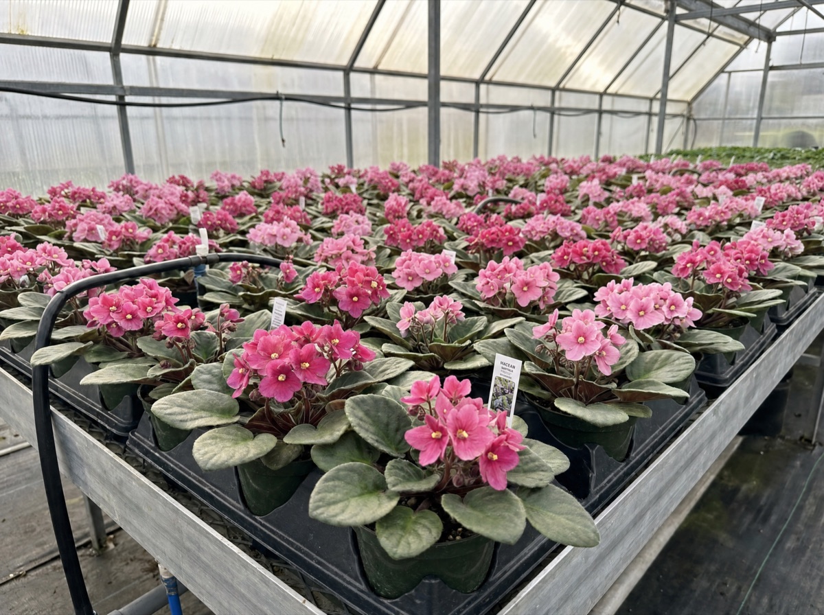 Usambaraveilchen in Rosa